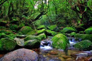 愛子が屋久島で初めて心の平穏を見つけた夜