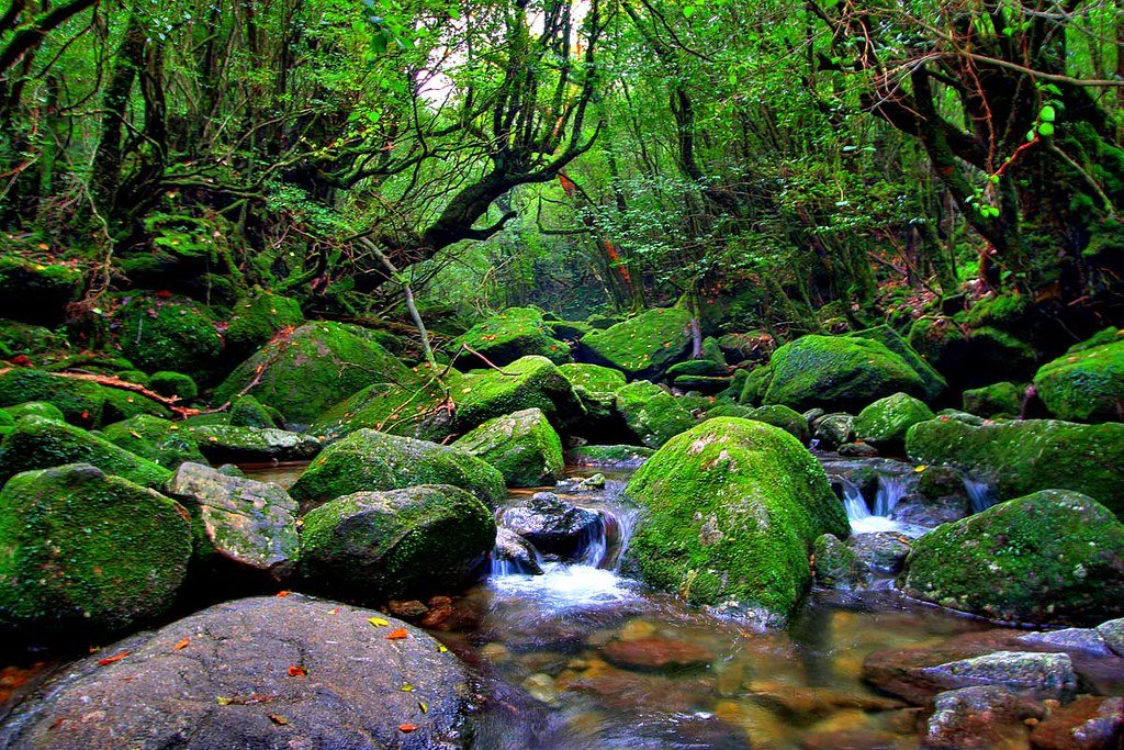愛子が屋久島で初めて心の平穏を見つけた夜